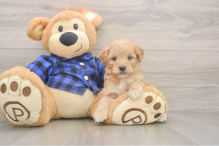 Hypoallergenic Mini Goldiepoo Poodle Mix Puppy
