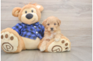 Hypoallergenic Mini Goldiepoo Poodle Mix Puppy