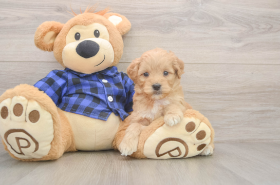 Hypoallergenic Mini Goldiepoo Poodle Mix Puppy