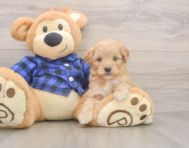 6 week old Mini Goldendoodle Puppy For Sale - Premier Pups 6 week old Mini Goldendoodle Puppy For Sale - Premier Pups