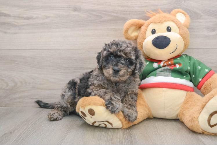 Fluffy Mini Goldendoodle Poodle Mix Pup