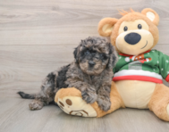 7 week old Mini Goldendoodle Puppy For Sale - Premier Pups