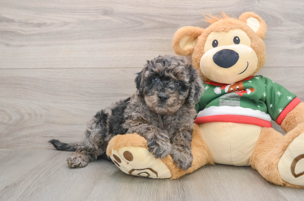 5 week old Mini Goldendoodle Puppy For Sale - Premier Pups