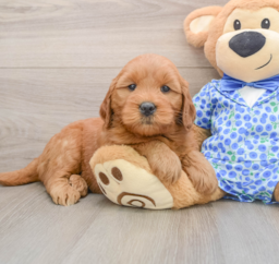 5 week old Mini Goldendoodle Puppy For Sale - Premier Pups