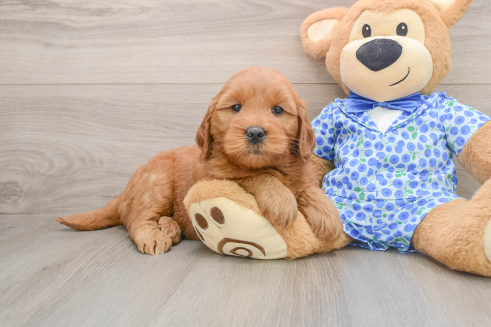 Playful Mini Groodle Poodle Mix Puppy