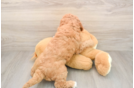 Best Mini Goldendoodle Baby