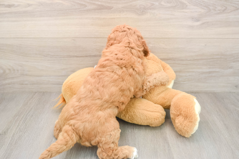 Best Mini Goldendoodle Baby