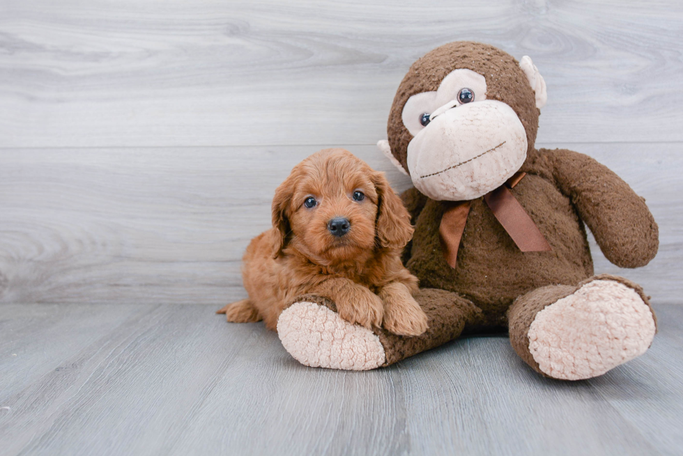 Little Golden Retriever Poodle Mix Puppy