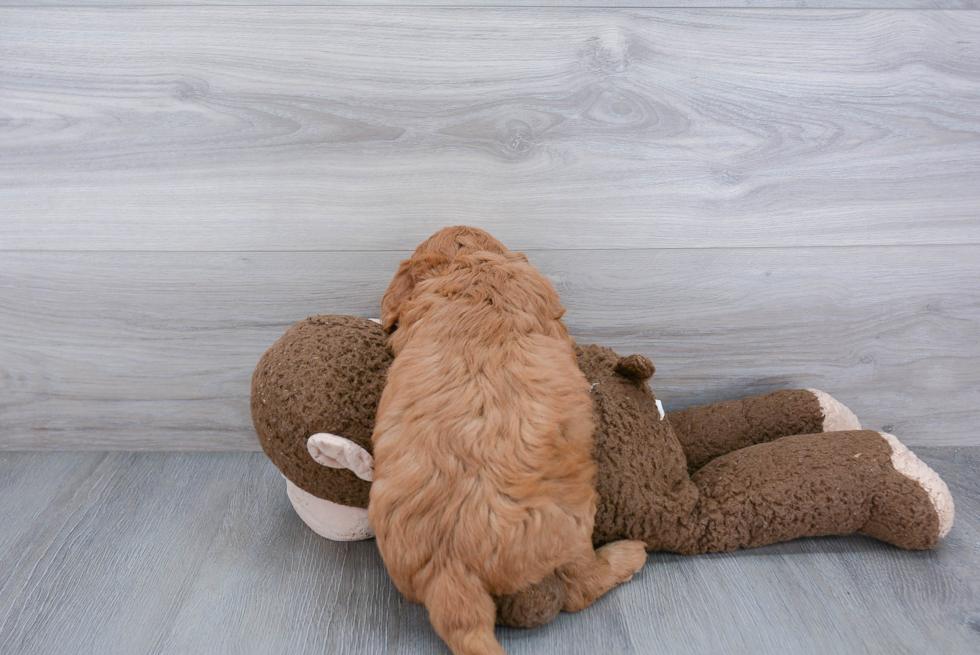 Funny Mini Goldendoodle Poodle Mix Pup