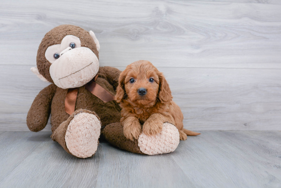 Fluffy Mini Goldendoodle Poodle Mix Pup