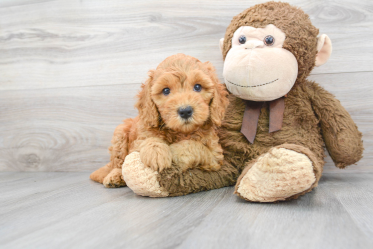 Mini Goldendoodle Puppy for Adoption