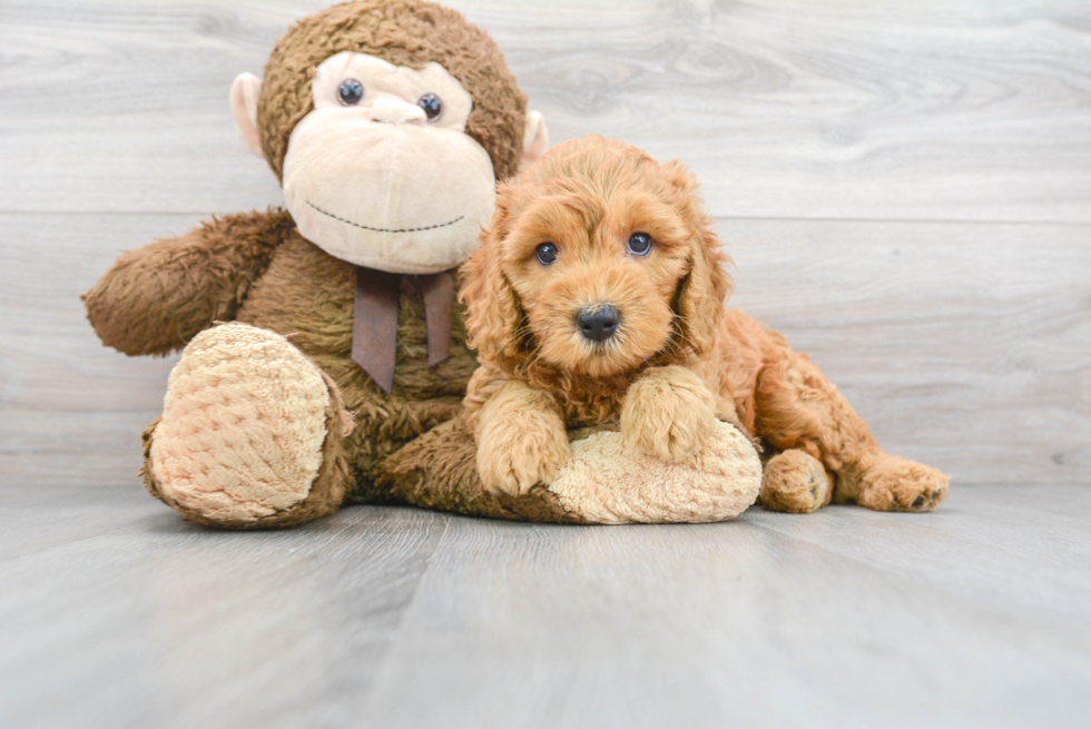 Fluffy Mini Goldendoodle Poodle Mix Pup