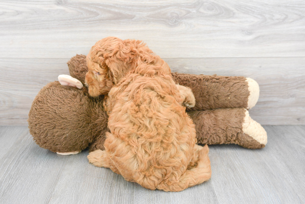 Best Mini Goldendoodle Baby