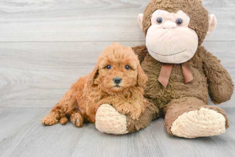 Mini Goldendoodle Puppy for Adoption