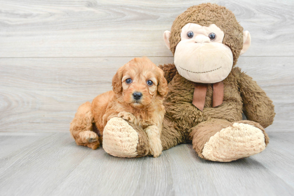 Popular Mini Goldendoodle Poodle Mix Pup