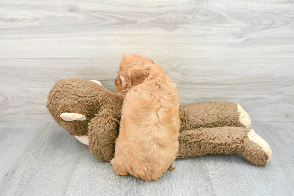 Best Mini Goldendoodle Baby