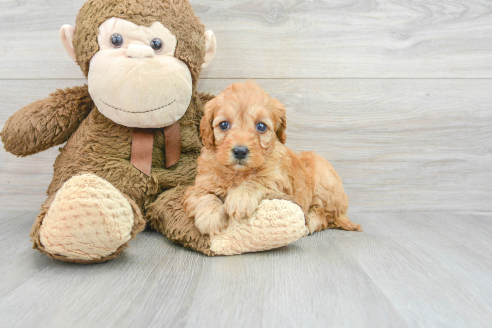 Playful Golden Retriever Poodle Mix Puppy