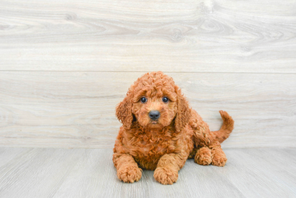 Energetic Golden Retriever Poodle Mix Puppy