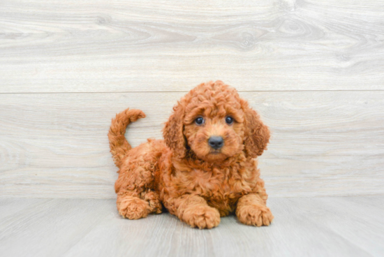 Smart Mini Goldendoodle Poodle Mix Pup