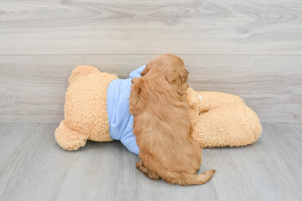 Best Mini Goldendoodle Baby