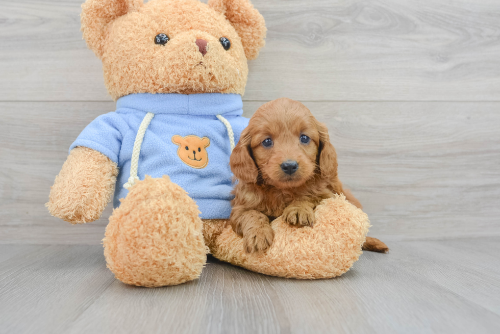 Smart Mini Goldendoodle Poodle Mix Pup