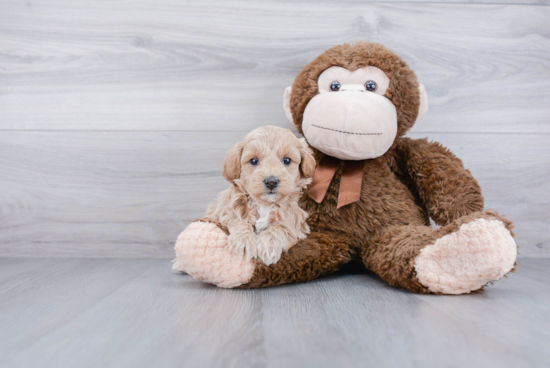 Funny Mini Goldendoodle Poodle Mix Pup