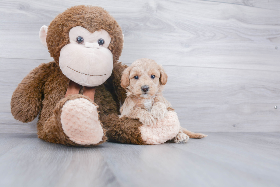 Smart Mini Goldendoodle Poodle Mix Pup