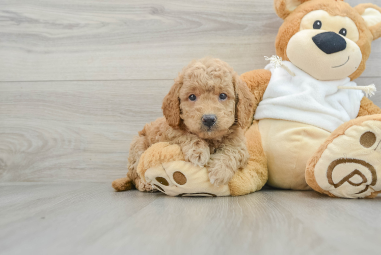 Friendly Mini Goldendoodle Baby