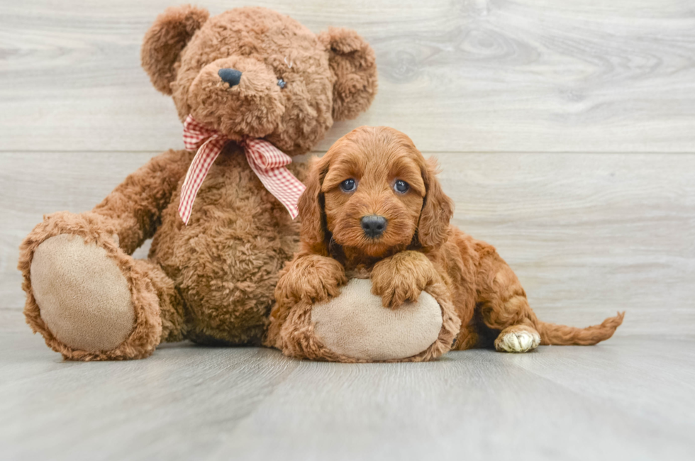 8 week old Mini Goldendoodle Puppy For Sale - Premier Pups