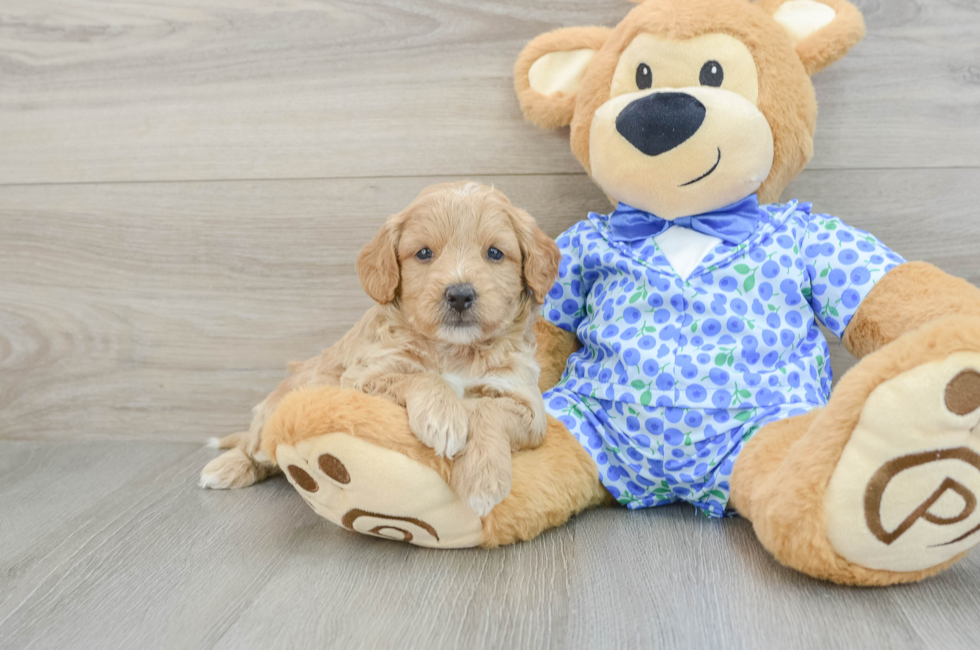 5 week old Mini Goldendoodle Puppy For Sale - Premier Pups