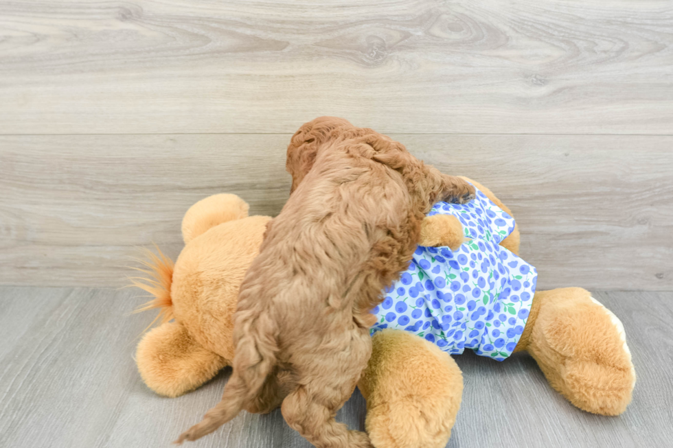 Mini Goldendoodle Pup Being Cute