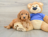 7 week old Mini Goldendoodle Puppy For Sale - Premier Pups