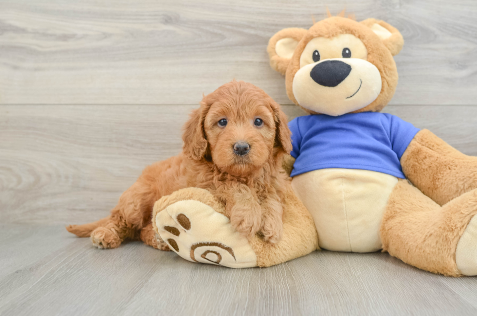5 week old Mini Goldendoodle Puppy For Sale - Premier Pups