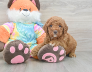 7 week old Mini Goldendoodle Puppy For Sale - Premier Pups