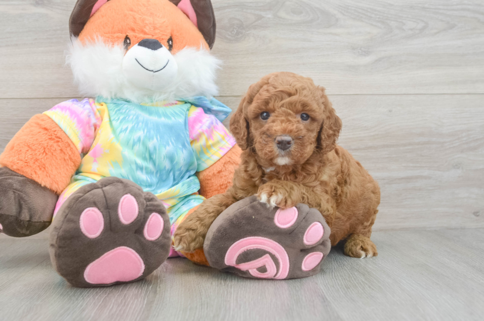5 week old Mini Goldendoodle Puppy For Sale - Premier Pups