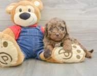 8 week old Mini Goldendoodle Puppy For Sale - Premier Pups