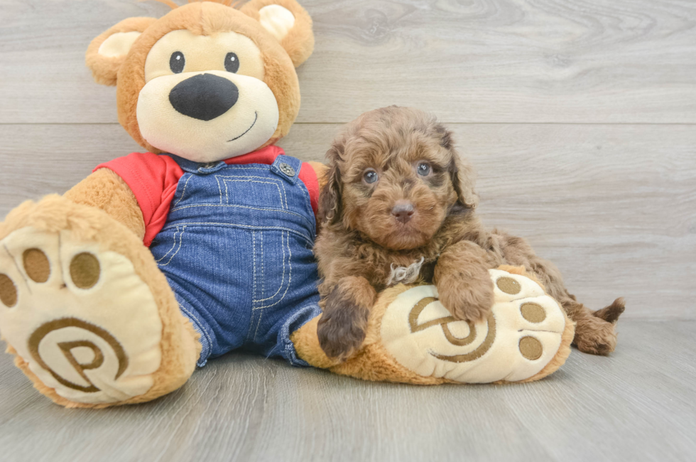 6 week old Mini Goldendoodle Puppy For Sale - Premier Pups