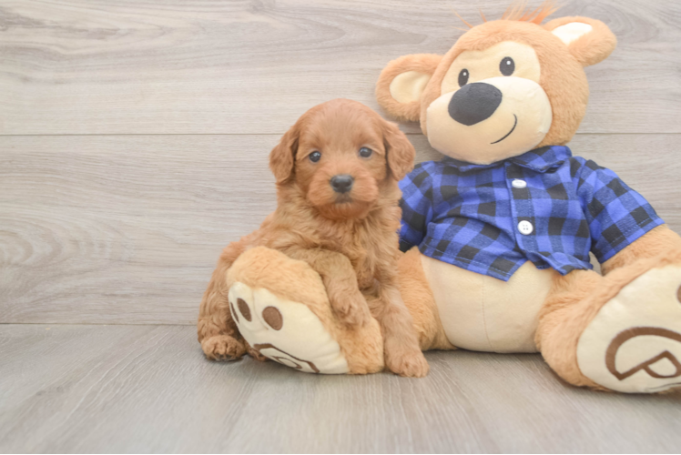 Mini Goldendoodle Puppy for Adoption