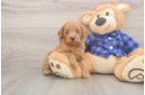 Mini Goldendoodle Puppy for Adoption