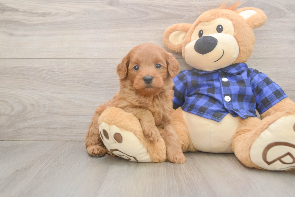 Mini Goldendoodle Puppy for Adoption