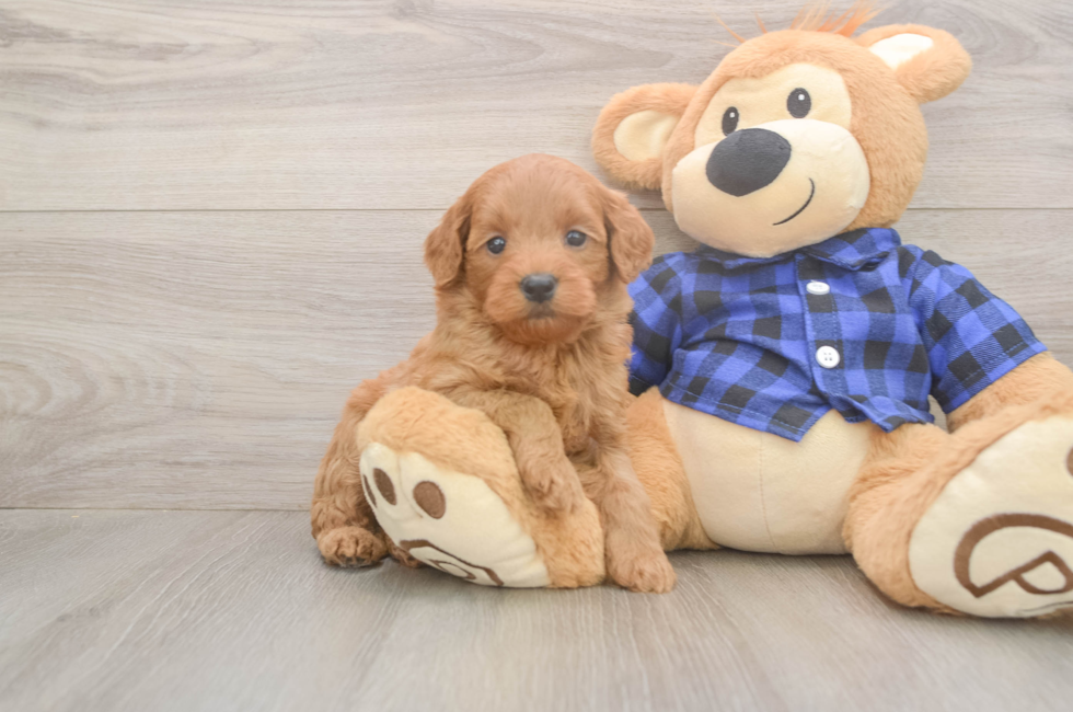 5 week old Mini Goldendoodle Puppy For Sale - Premier Pups