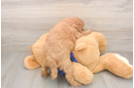 Fluffy Mini Goldendoodle Poodle Mix Pup