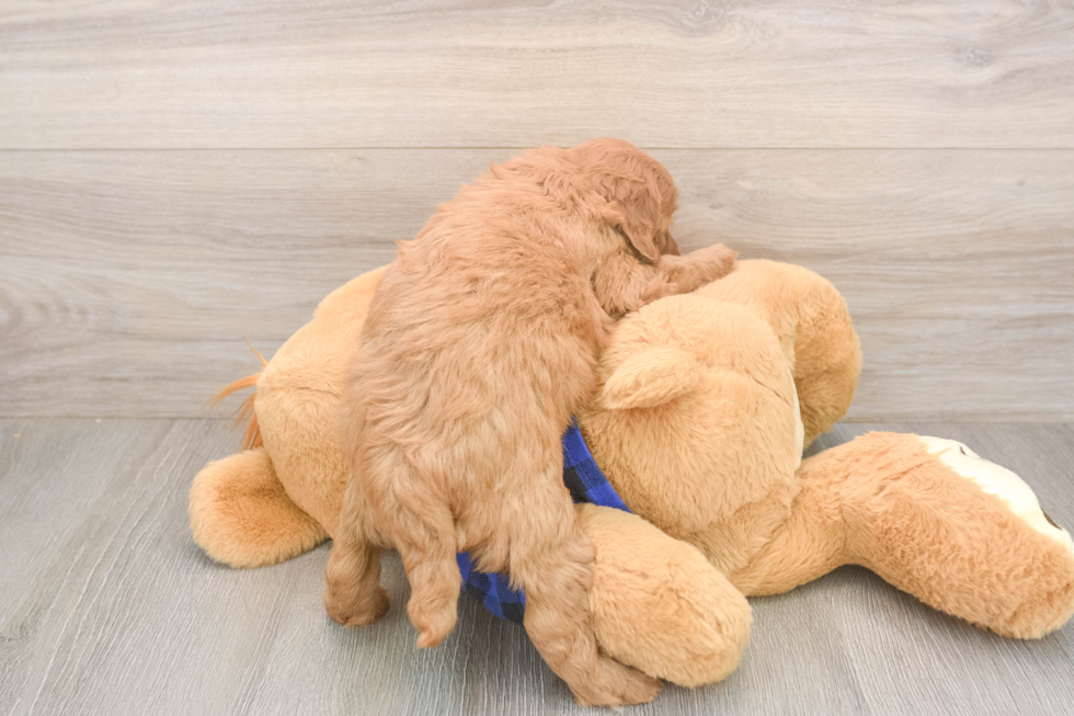 Fluffy Mini Goldendoodle Poodle Mix Pup