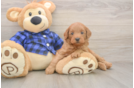 Mini Goldendoodle Puppy for Adoption
