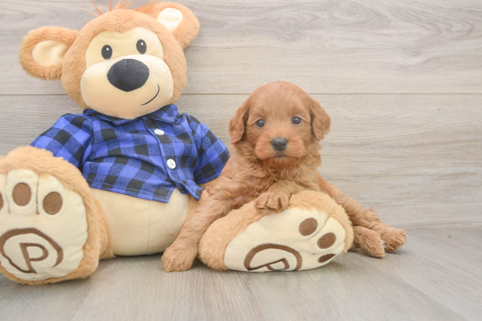 Mini Goldendoodle Puppy for Adoption