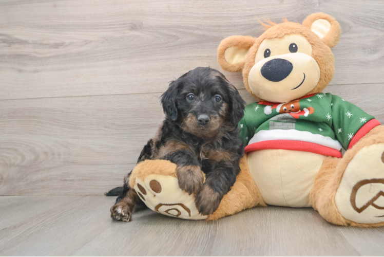 Mini Goldendoodle Puppy for Adoption