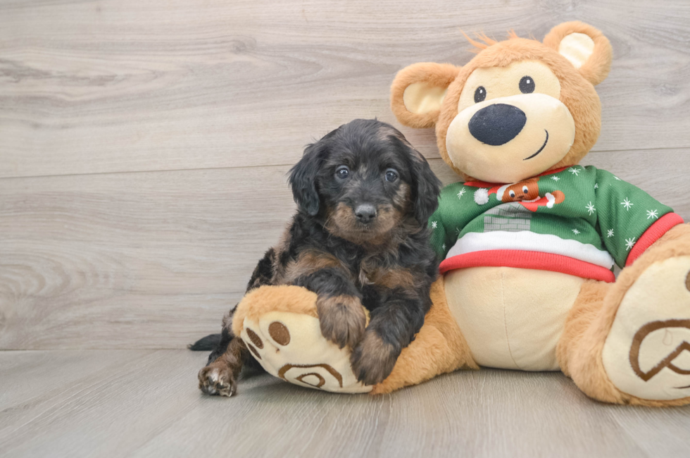 5 week old Mini Goldendoodle Puppy For Sale - Premier Pups