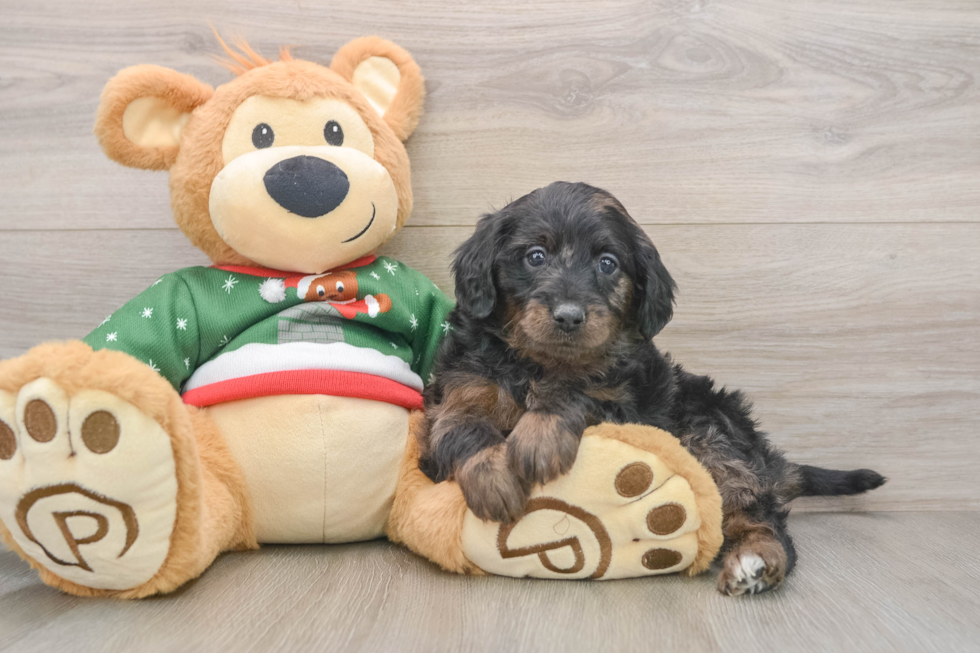 Best Mini Goldendoodle Baby