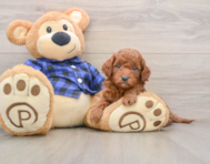 7 week old Mini Goldendoodle Puppy For Sale - Premier Pups