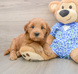 6 week old Mini Goldendoodle Puppy For Sale - Premier Pups
